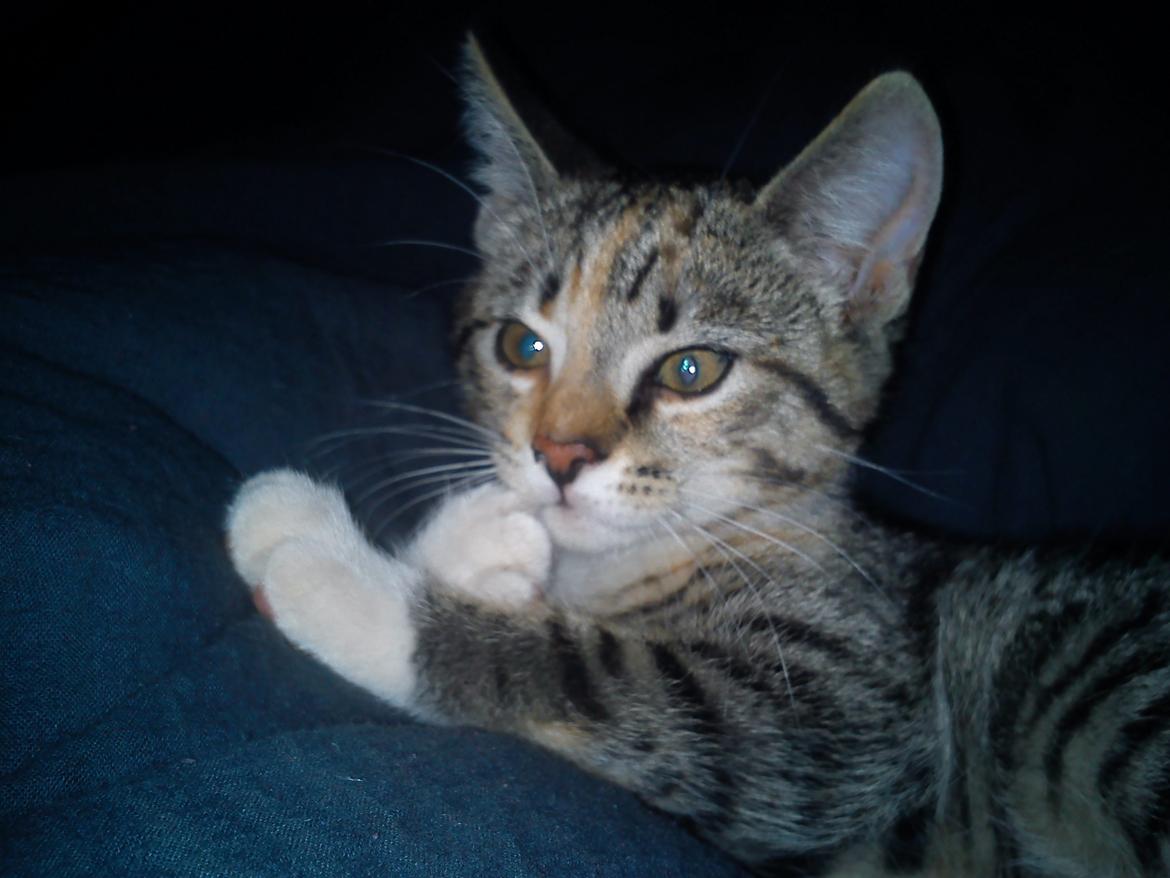 Huskat Sille billede 13