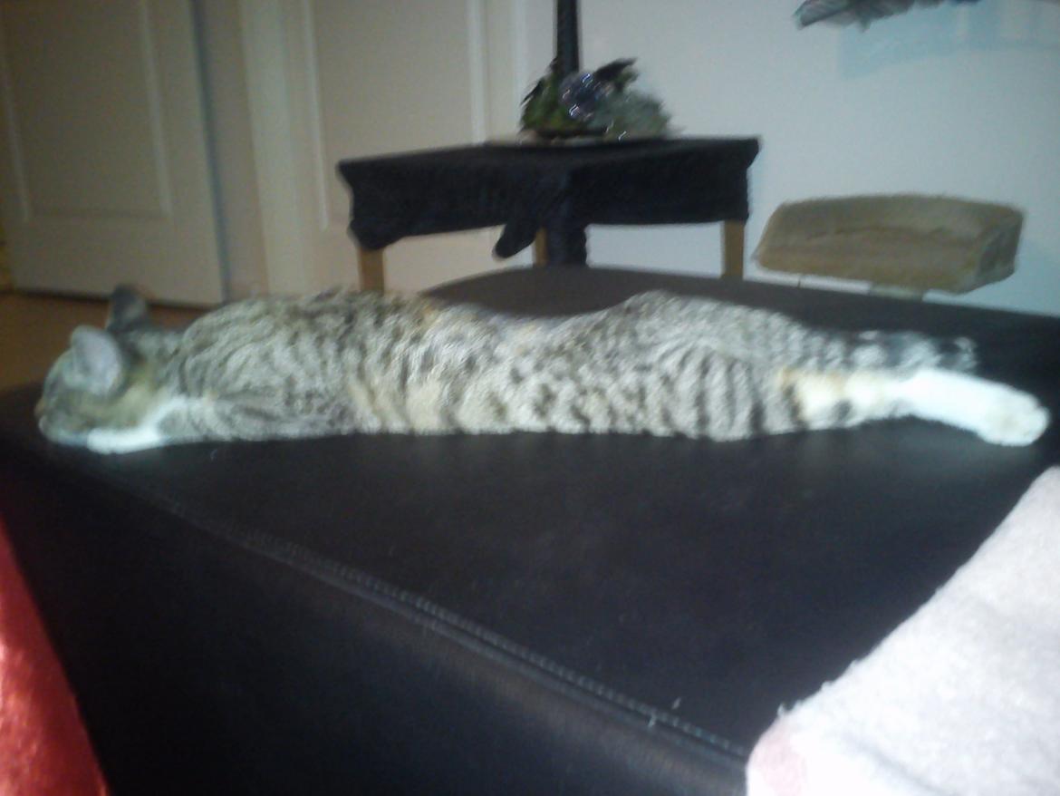 Huskat Sille billede 15