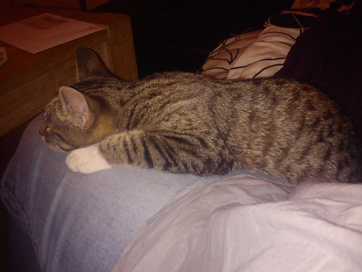 Huskat Sille billede 16