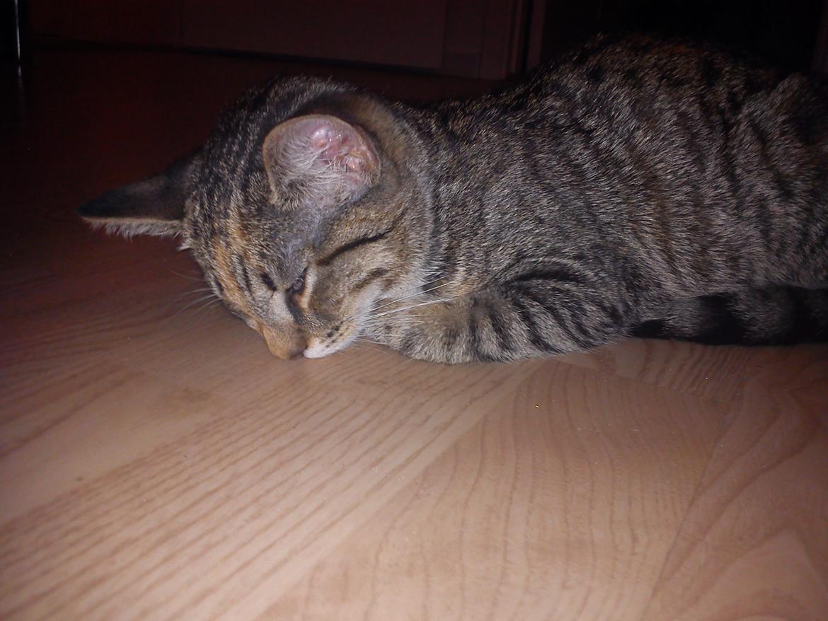 Huskat Sille billede 17