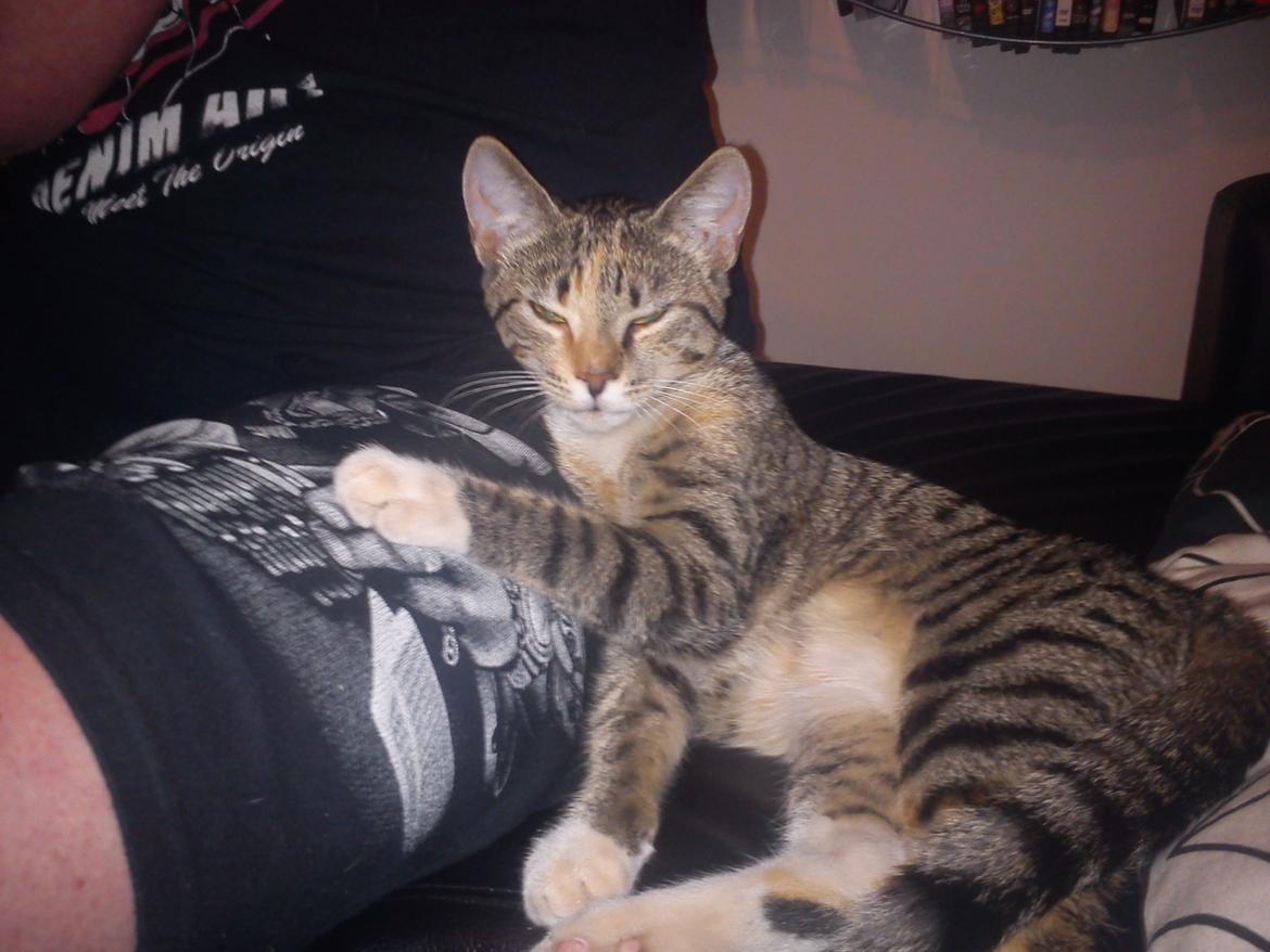 Huskat Sille billede 18