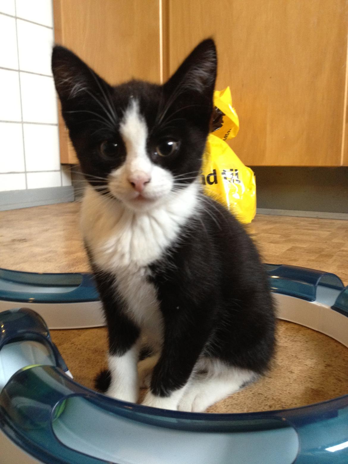 Huskat Hr. Anton billede 1