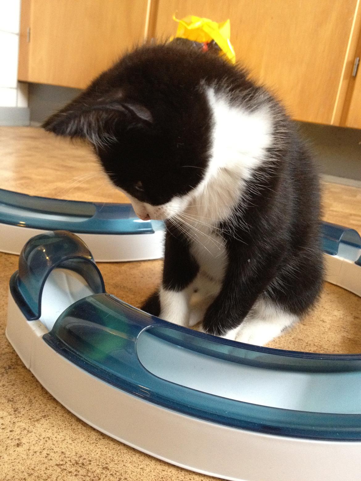 Huskat Hr. Anton billede 4