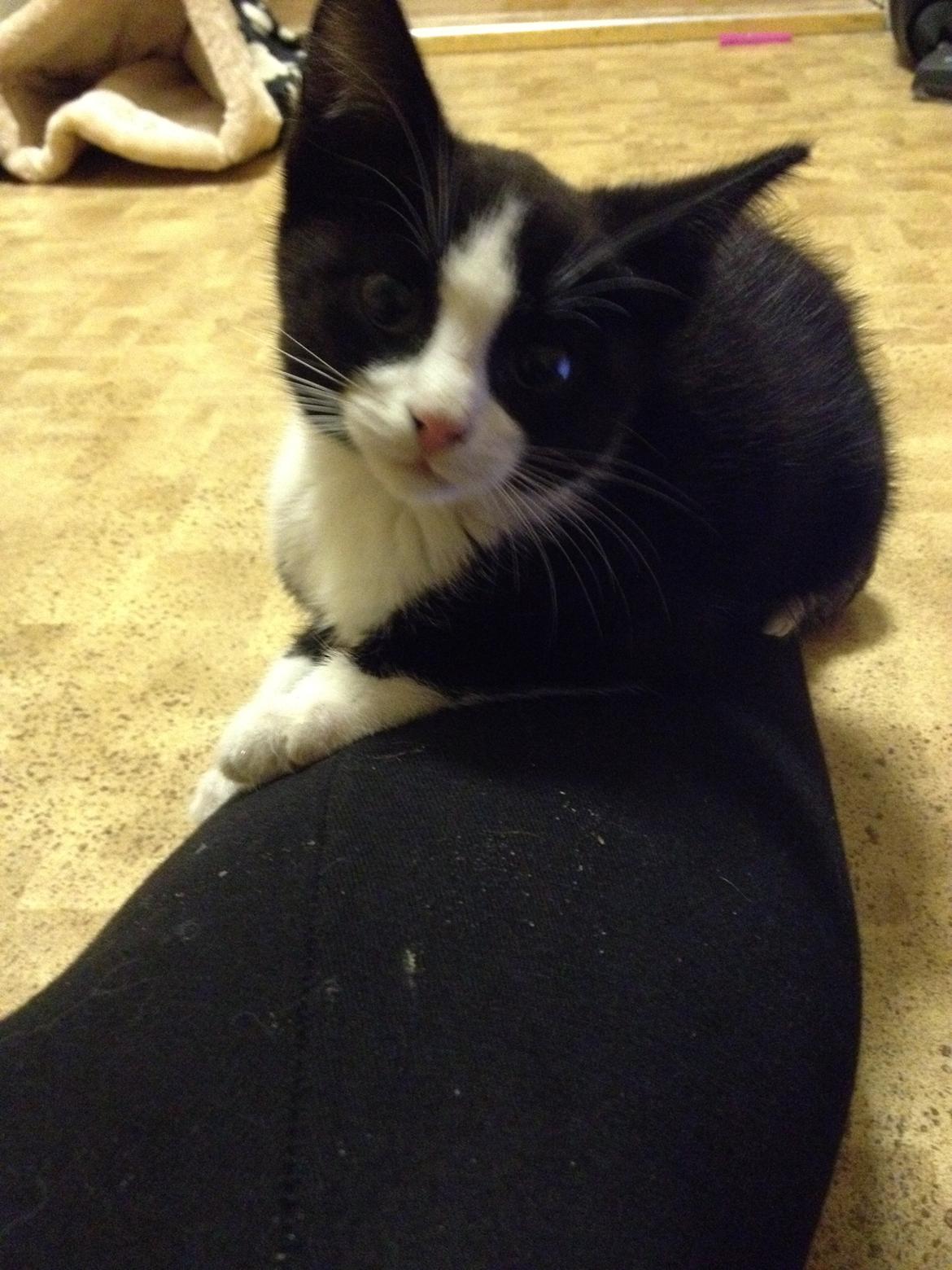 Huskat Hr. Anton billede 5