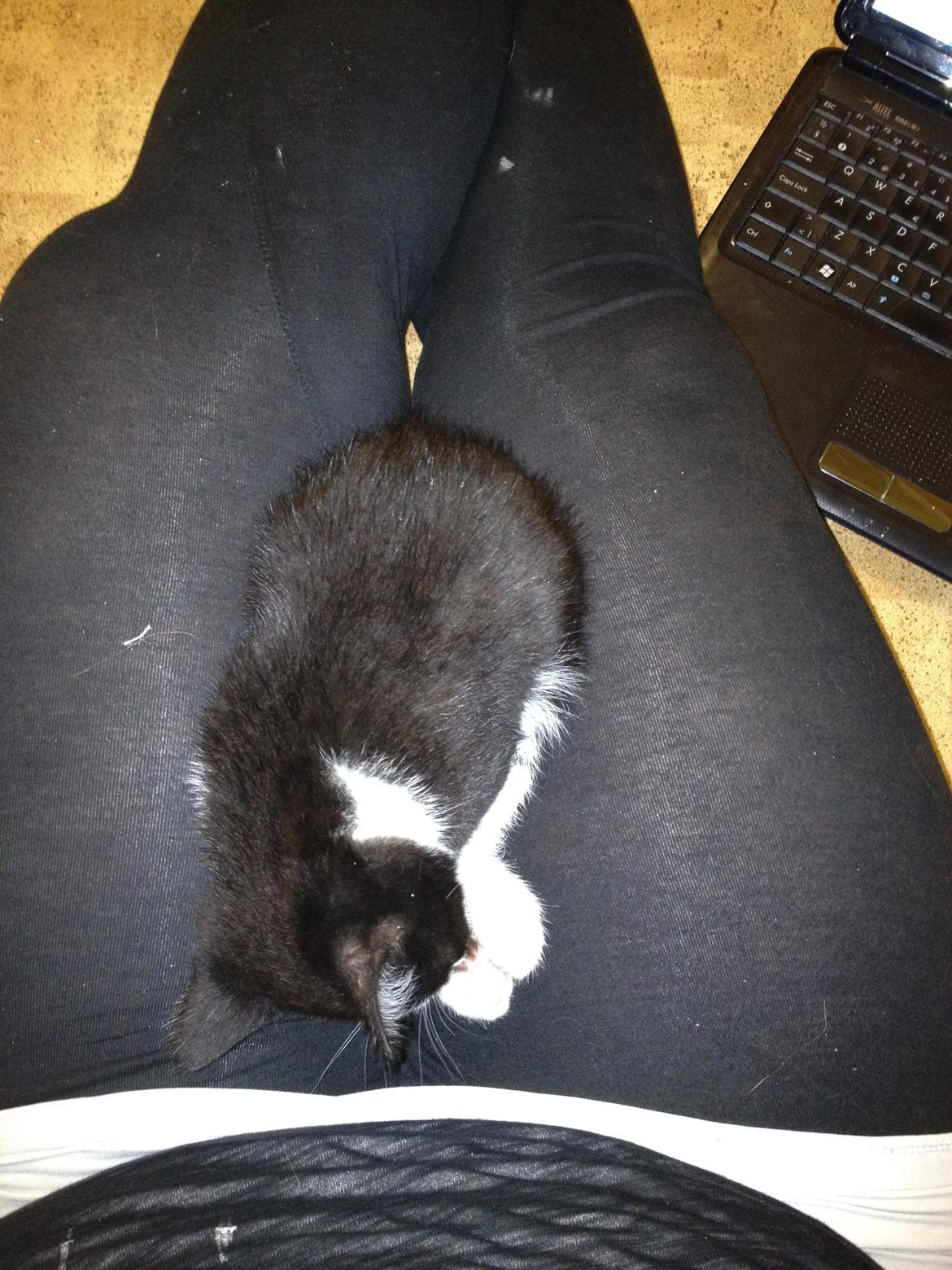 Huskat Hr. Anton billede 6