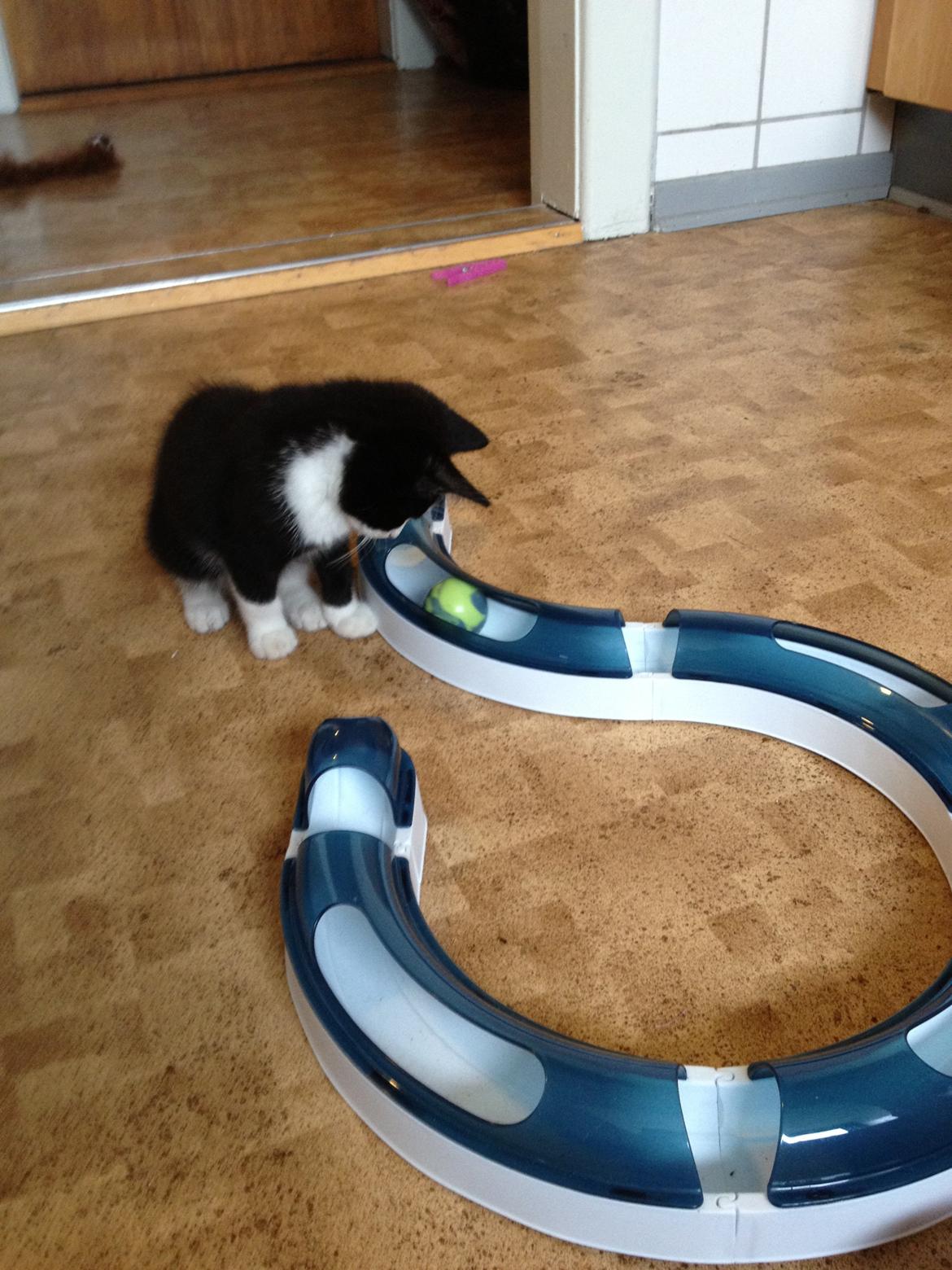 Huskat Hr. Anton billede 7