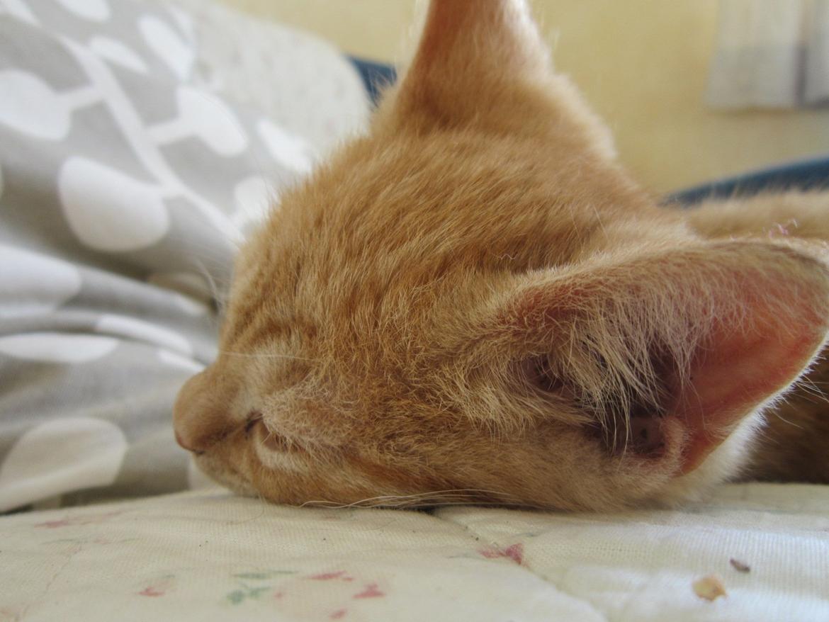 Huskat Bob (i love you) <3 billede 13