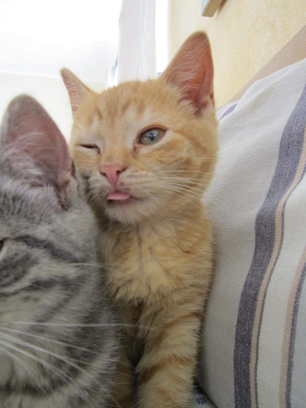 Huskat Bob (i love you) <3 billede 8