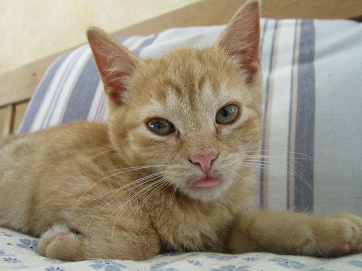 Huskat Bob (i love you) <3 billede 16