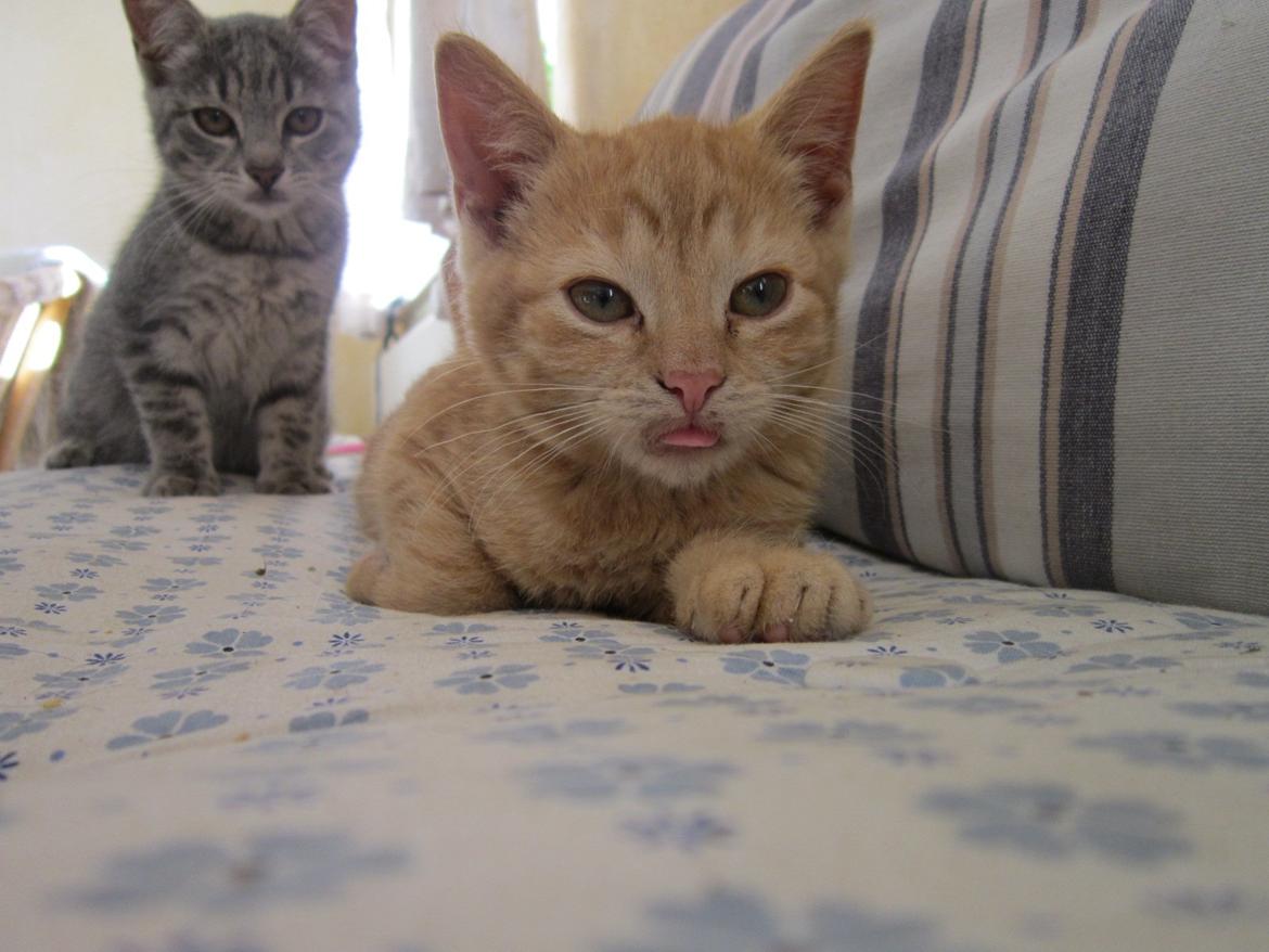 Huskat Bob (i love you) <3 billede 2