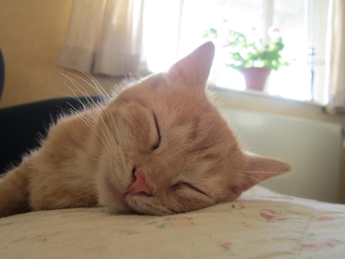 Huskat Bob (i love you) <3 billede 1