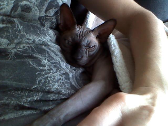 Sphynx Lukaz - Lukaz puttemis efter søndagsbadet <3 billede 6