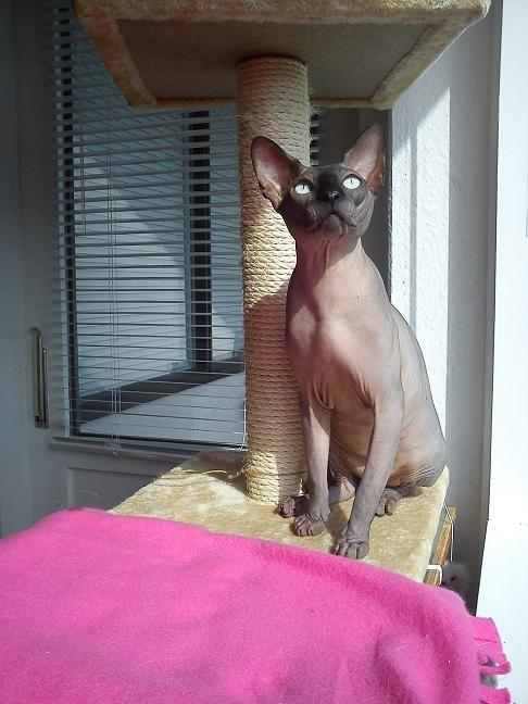 Sphynx Lukaz billede 8