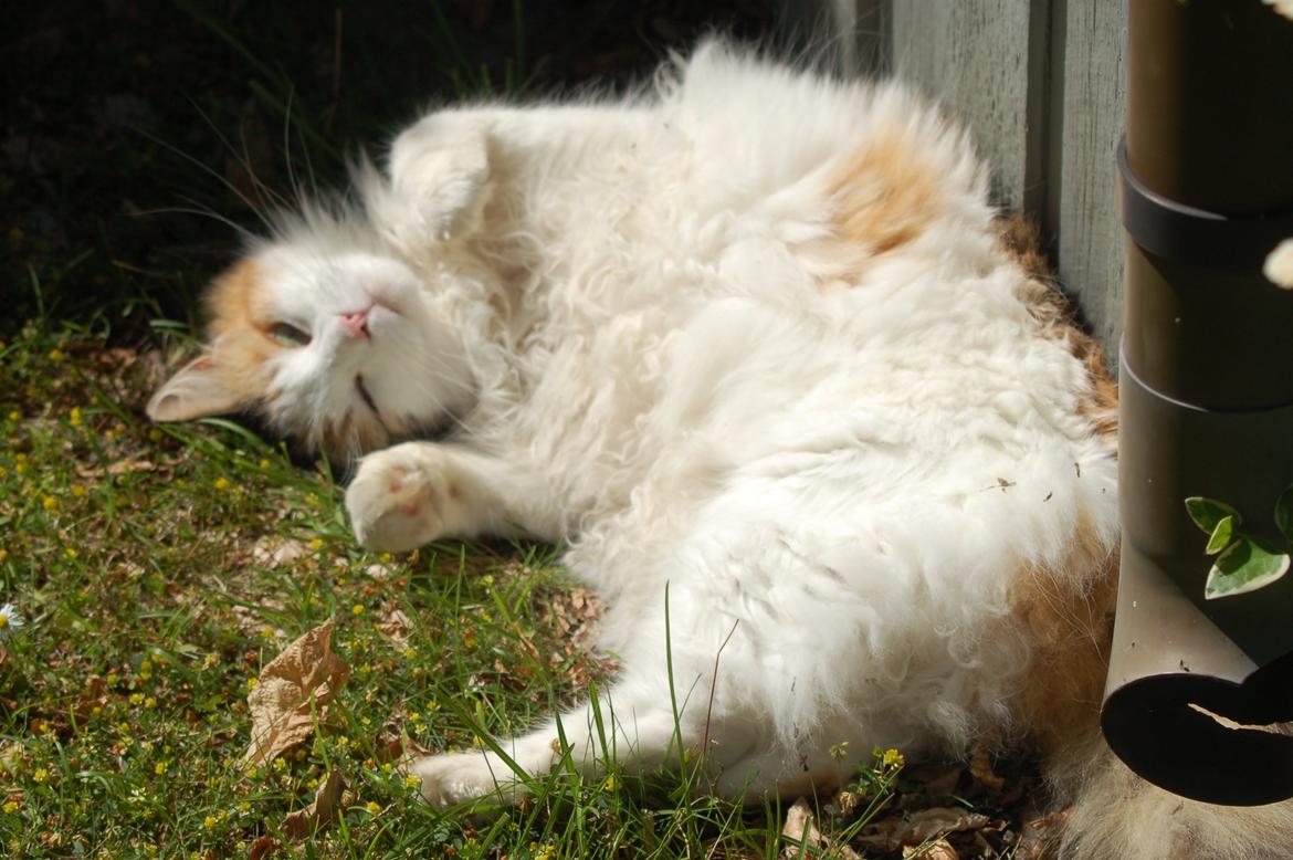 Norsk Skovkat Mille billede 6