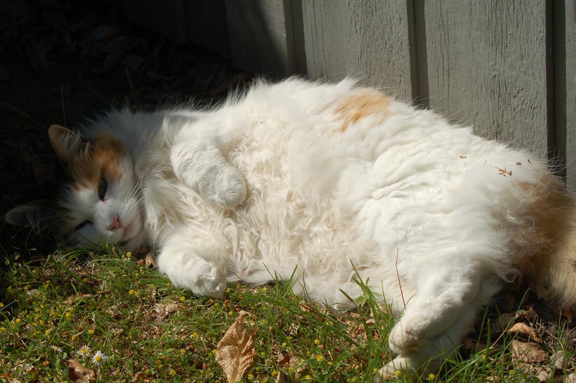 Norsk Skovkat Mille billede 7