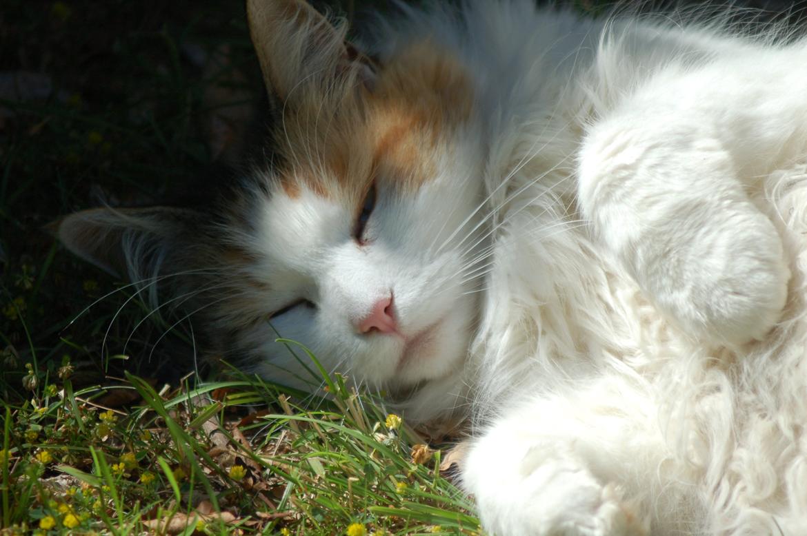 Norsk Skovkat Mille billede 8