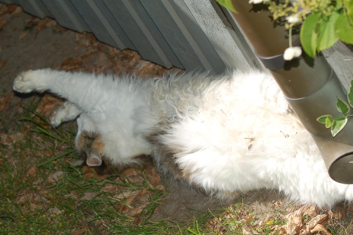 Norsk Skovkat Mille billede 9