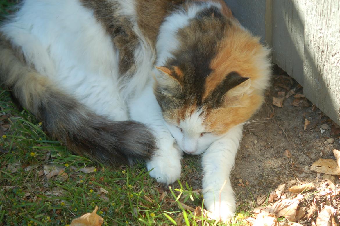 Norsk Skovkat Mille billede 10