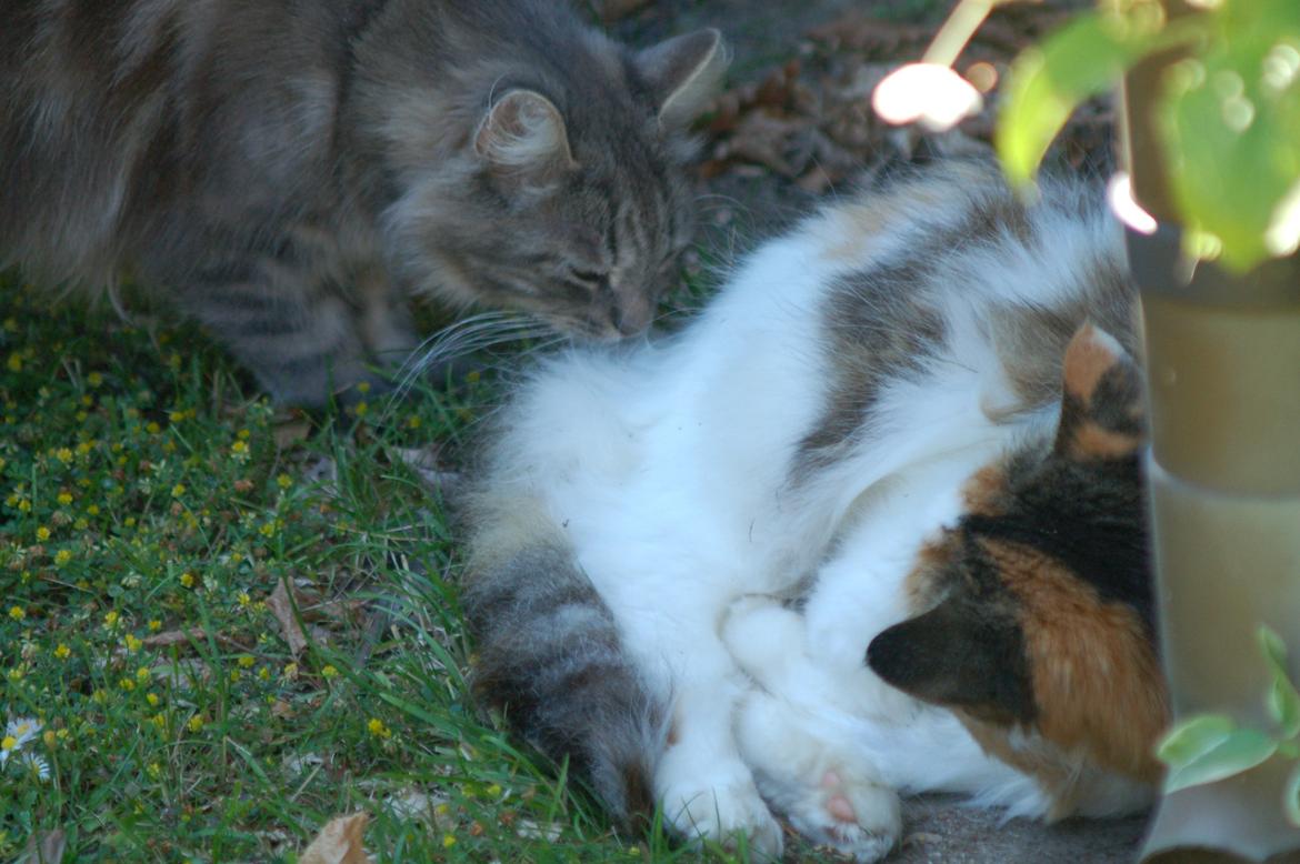 Norsk Skovkat Mille billede 12