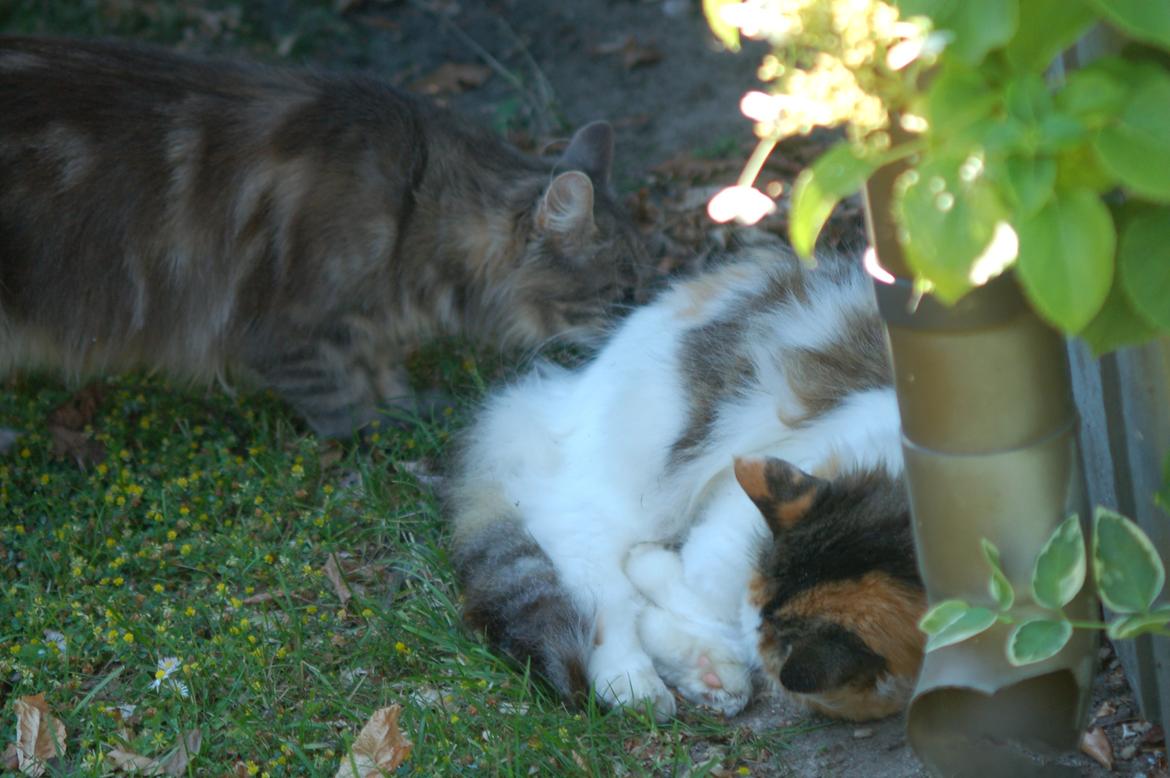 Norsk Skovkat Mille billede 13