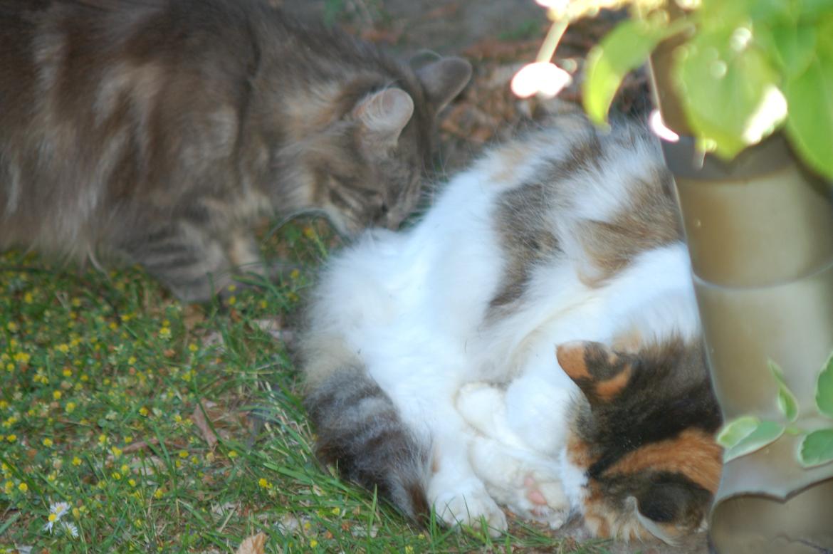 Norsk Skovkat Mille billede 14