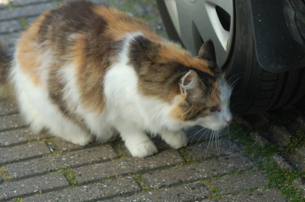 Norsk Skovkat Mille billede 15