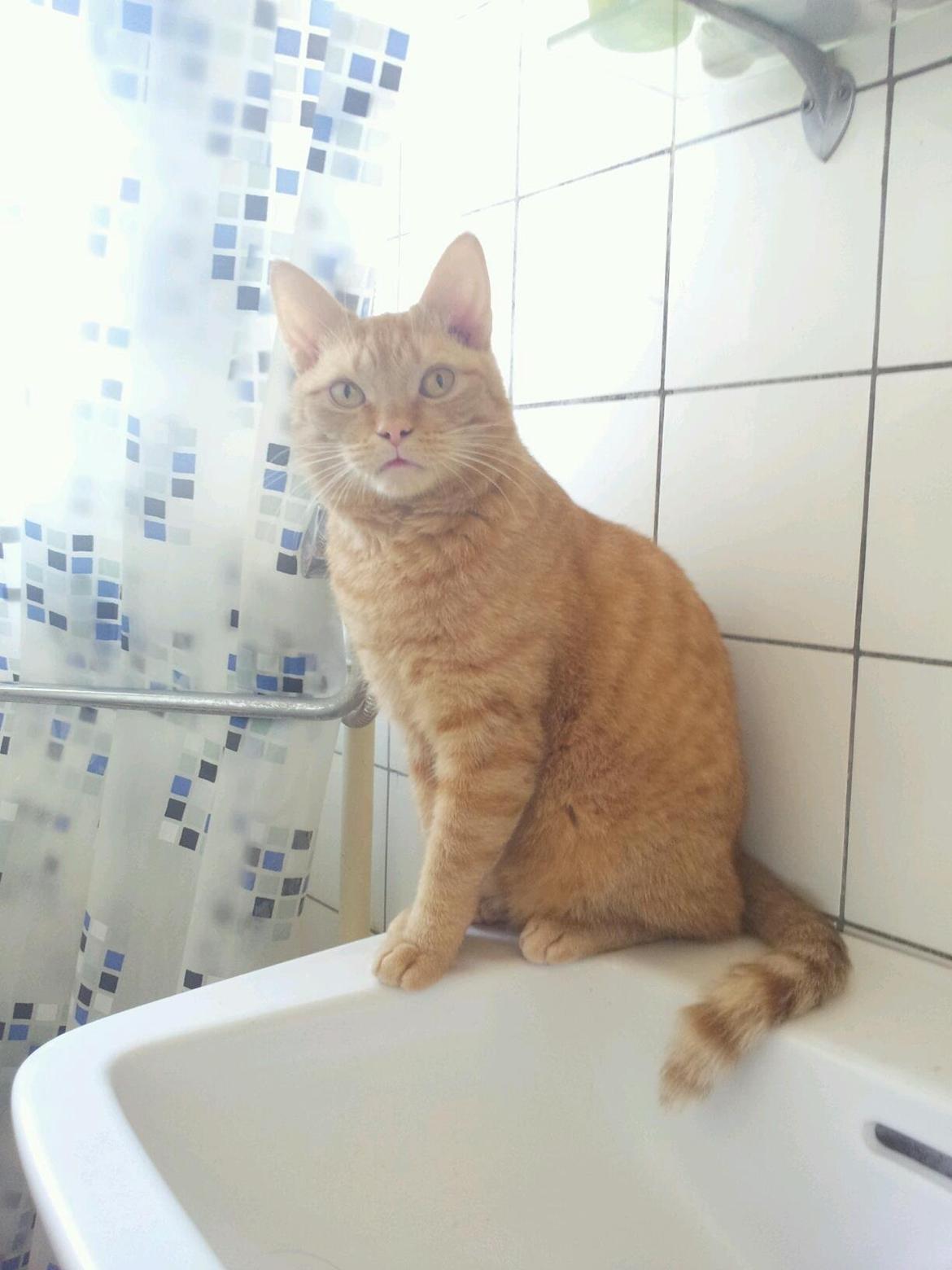 Huskat Kaiser billede 6