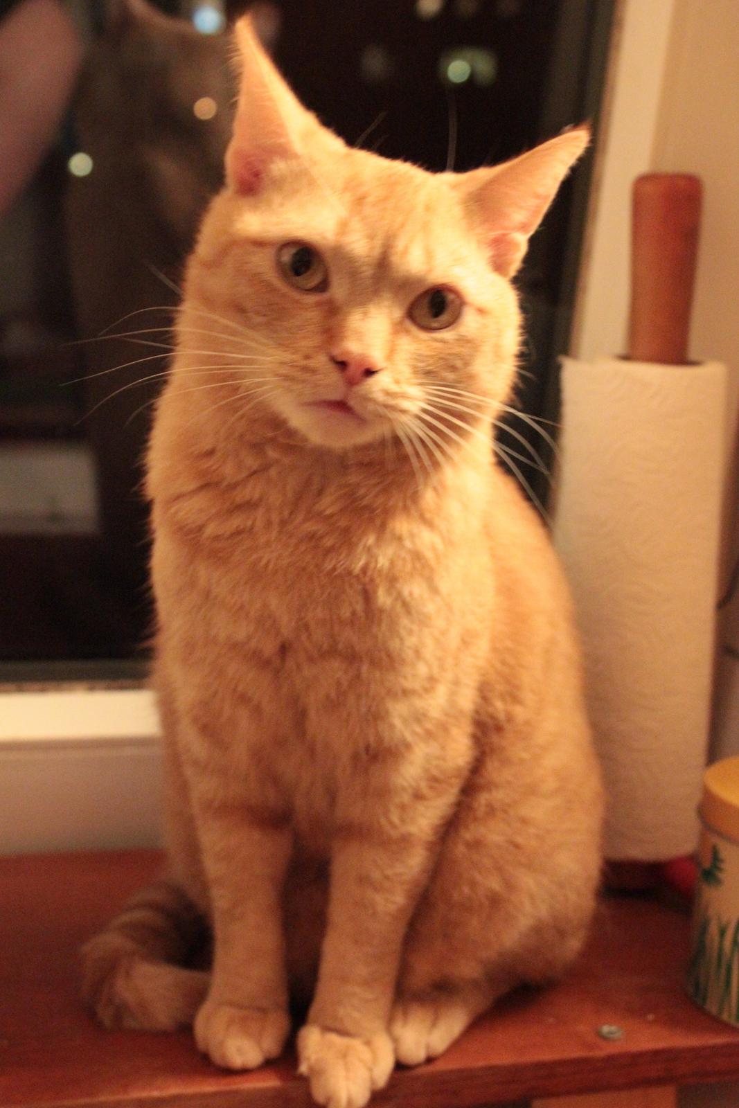 Huskat Kaiser billede 7