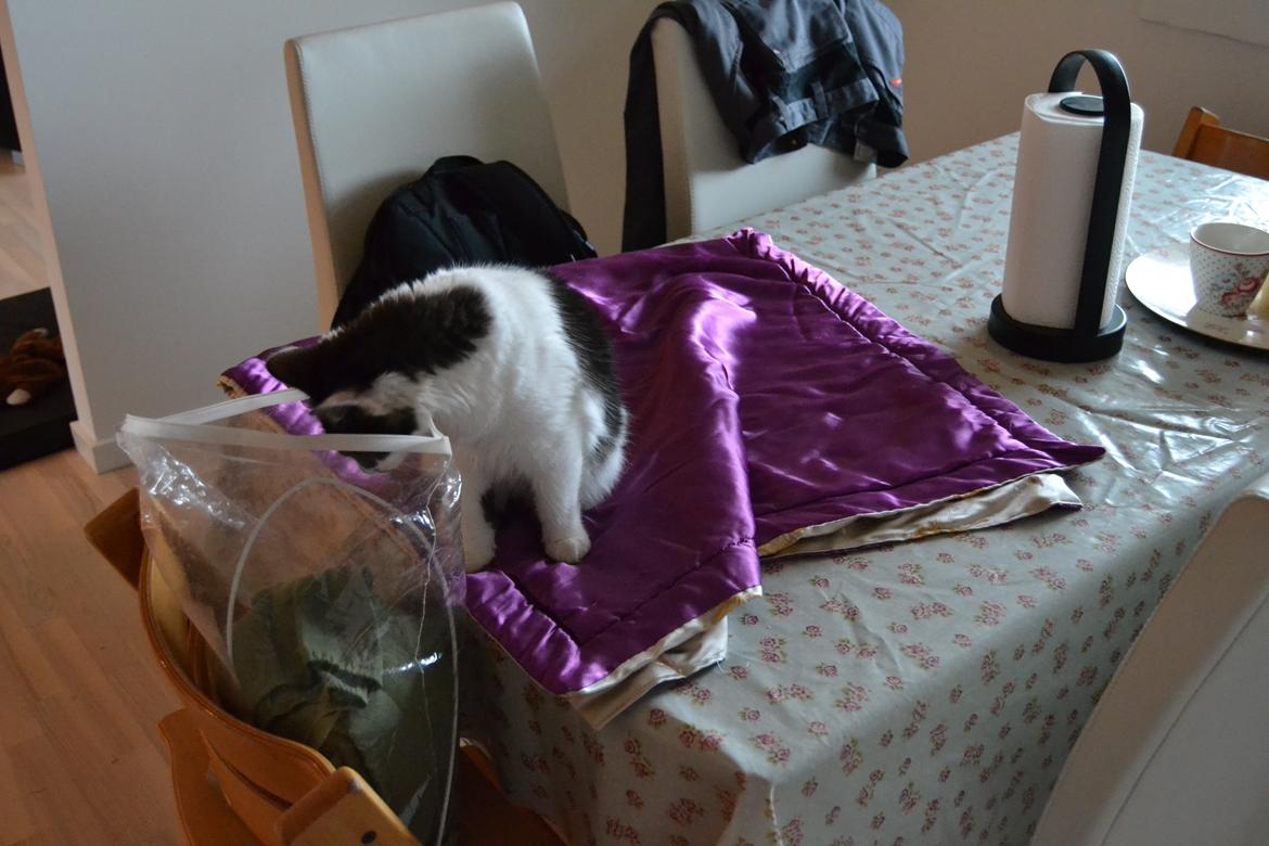 Kurilean Bobtail Dk Silky Catz Cirque du Soleil billede 15