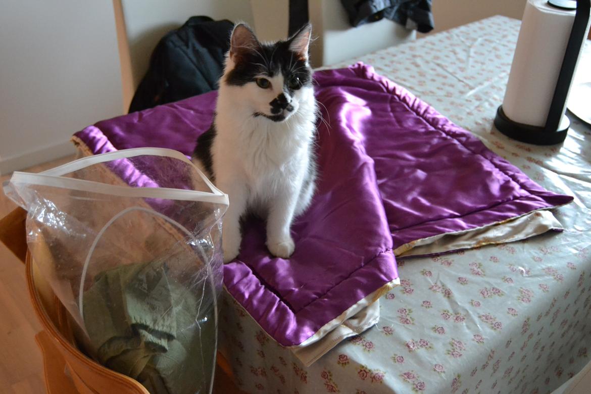 Kurilean Bobtail Dk Silky Catz Cirque du Soleil billede 16