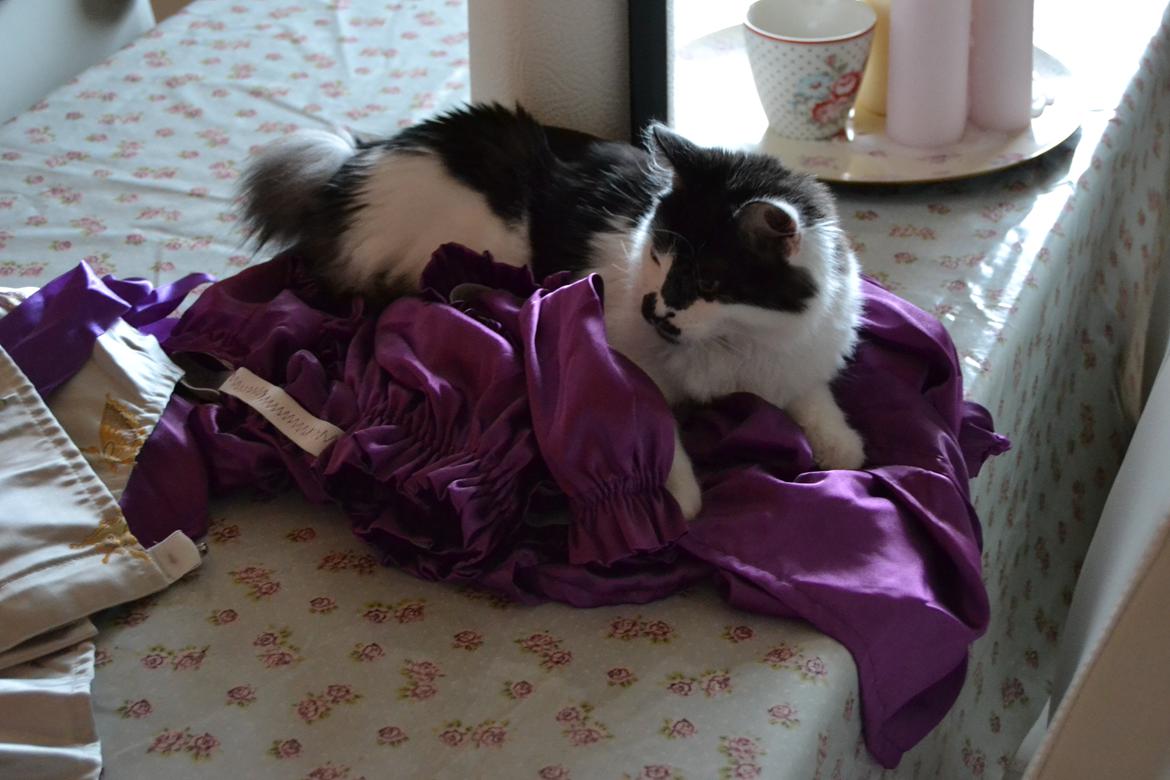 Kurilean Bobtail Dk Silky Catz Cirque du Soleil billede 17