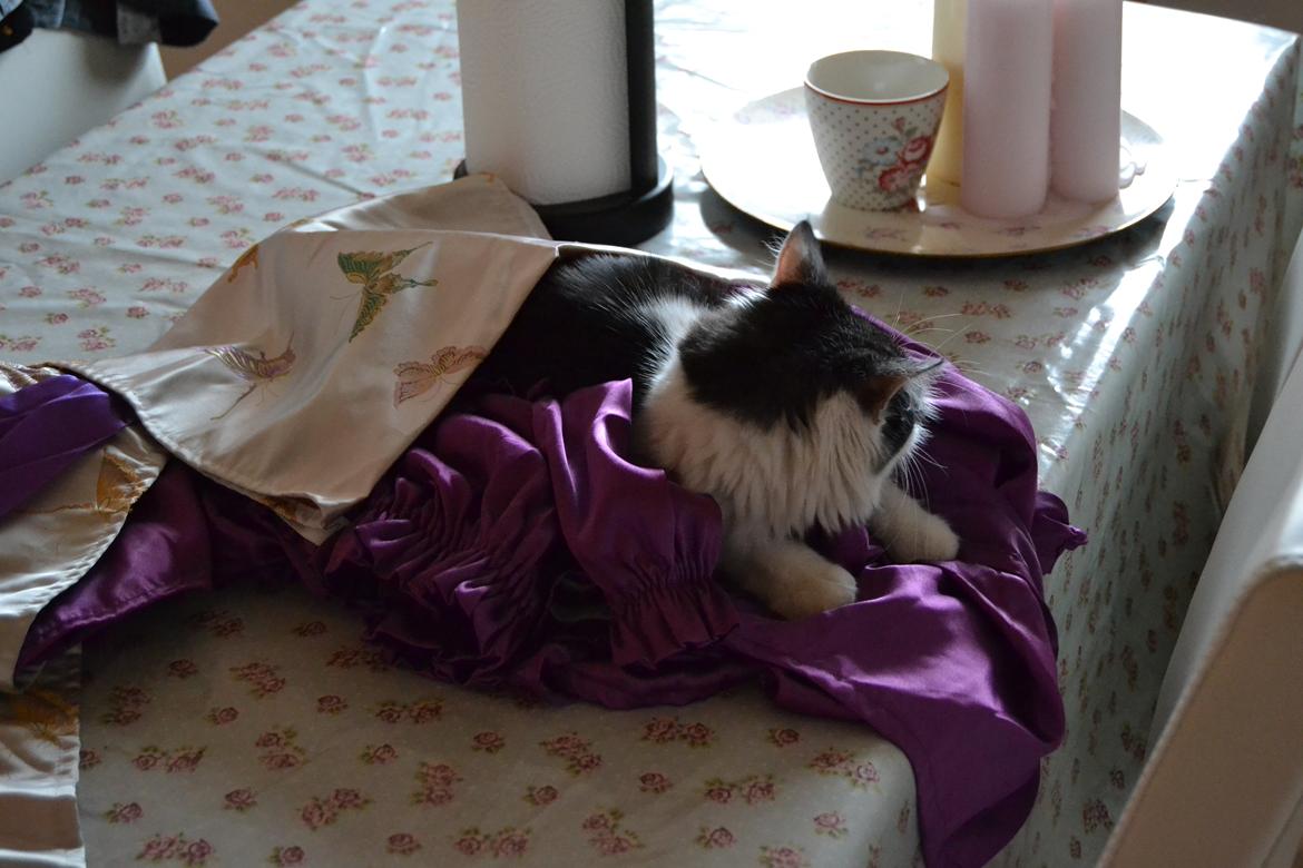 Kurilean Bobtail Dk Silky Catz Cirque du Soleil billede 18