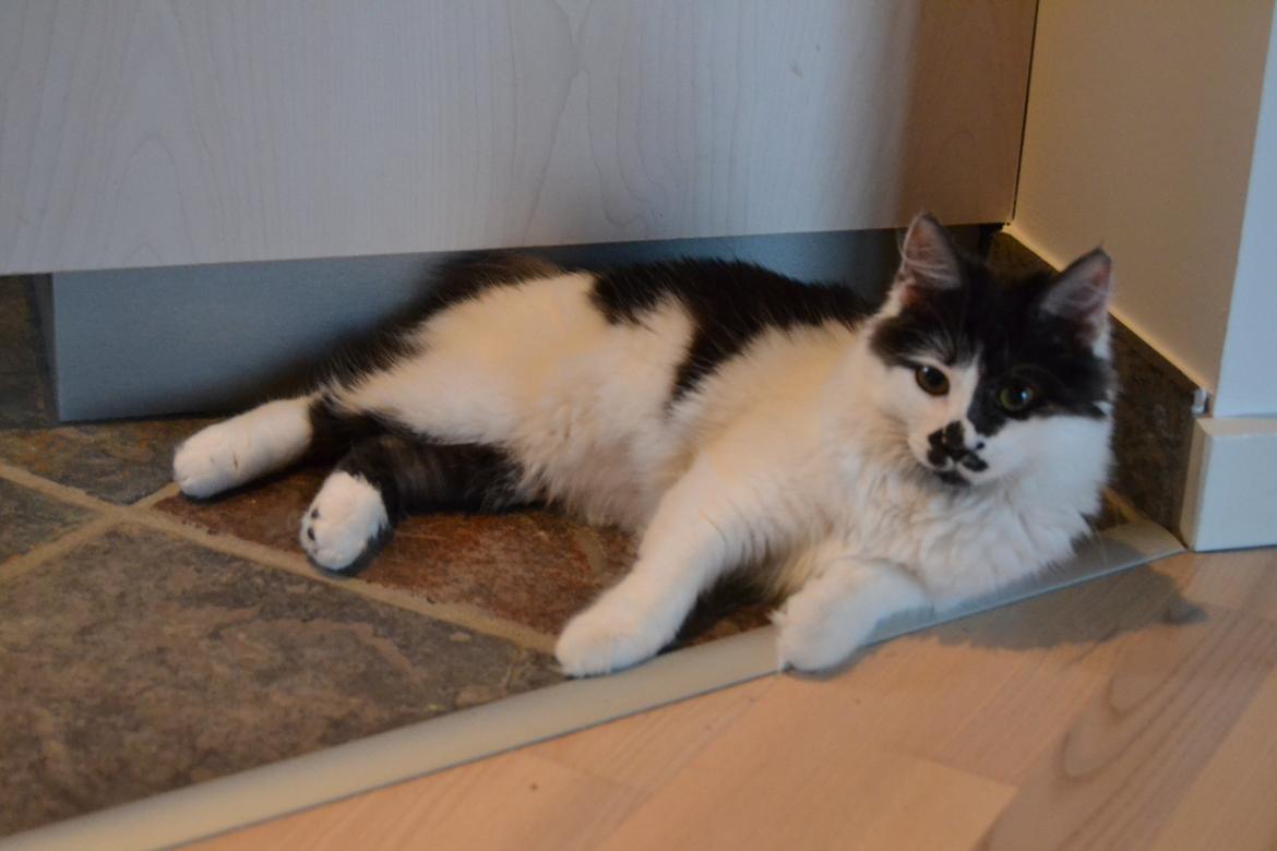 Kurilean Bobtail Dk Silky Catz Cirque du Soleil billede 19