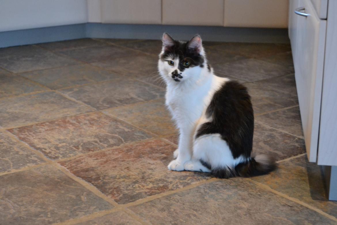 Kurilean Bobtail Dk Silky Catz Cirque du Soleil billede 20