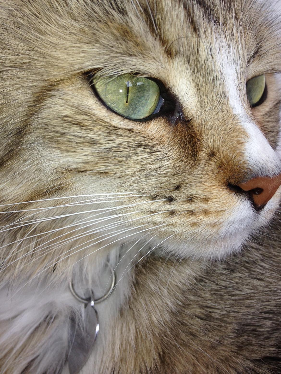 Blanding af racer Bailey Island billede 13