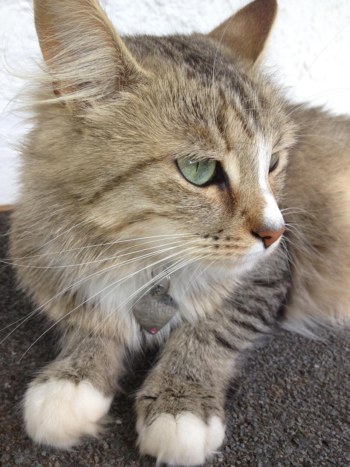 Blanding af racer Bailey Island billede 14