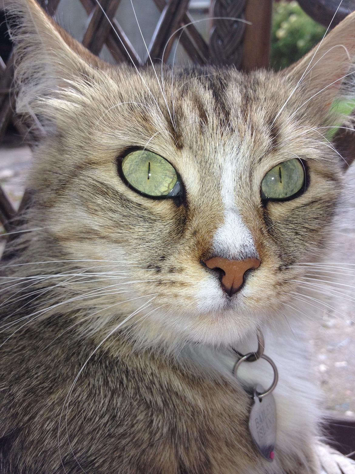 Blanding af racer Bailey Island billede 12