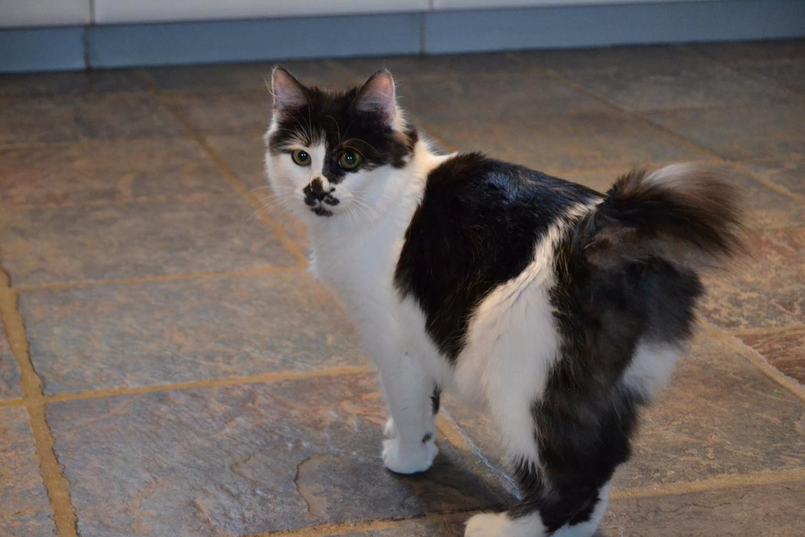 Kurilean Bobtail Dk Silky Catz Cirque du Soleil billede 1