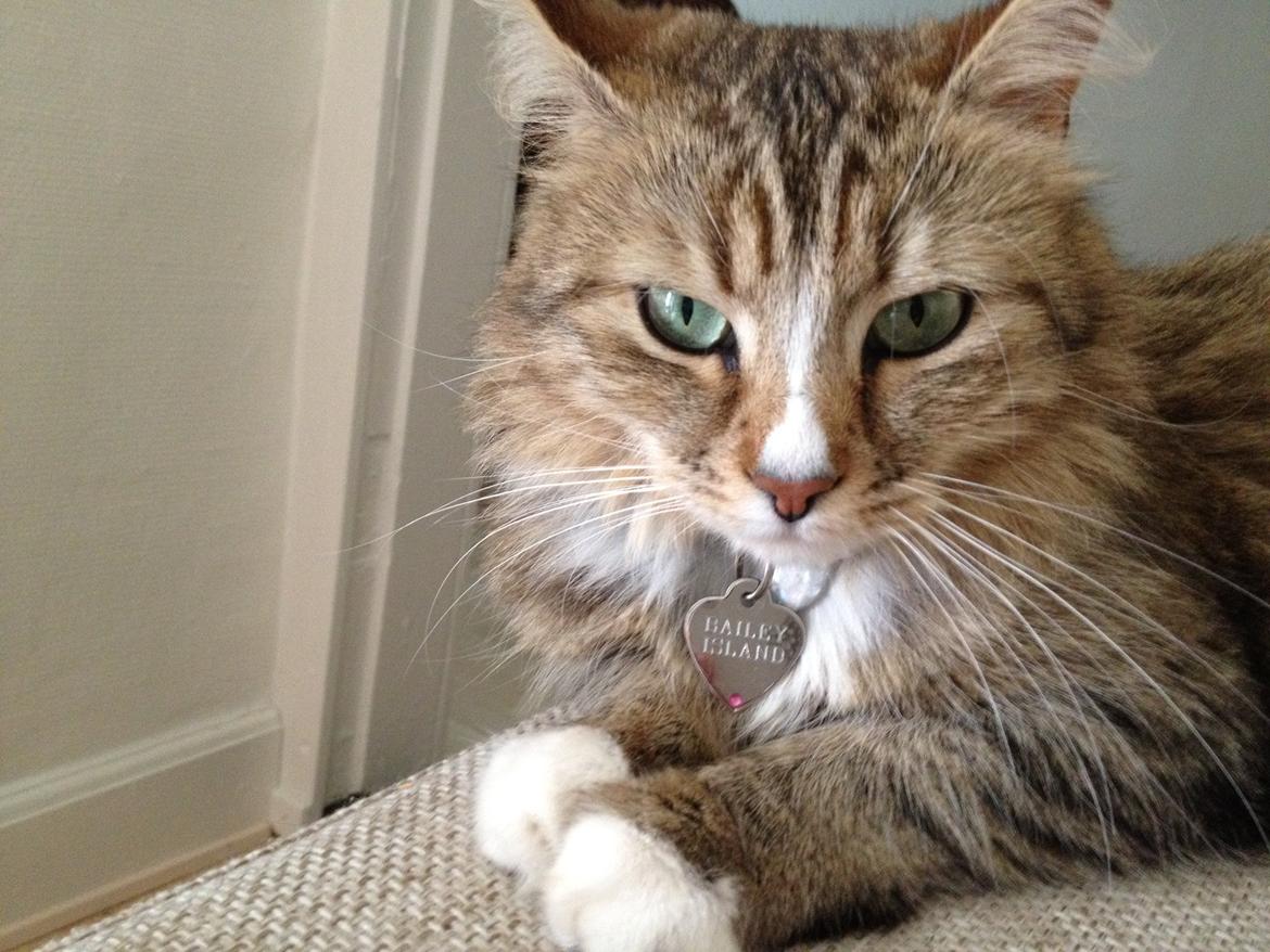 Blanding af racer Bailey Island billede 26