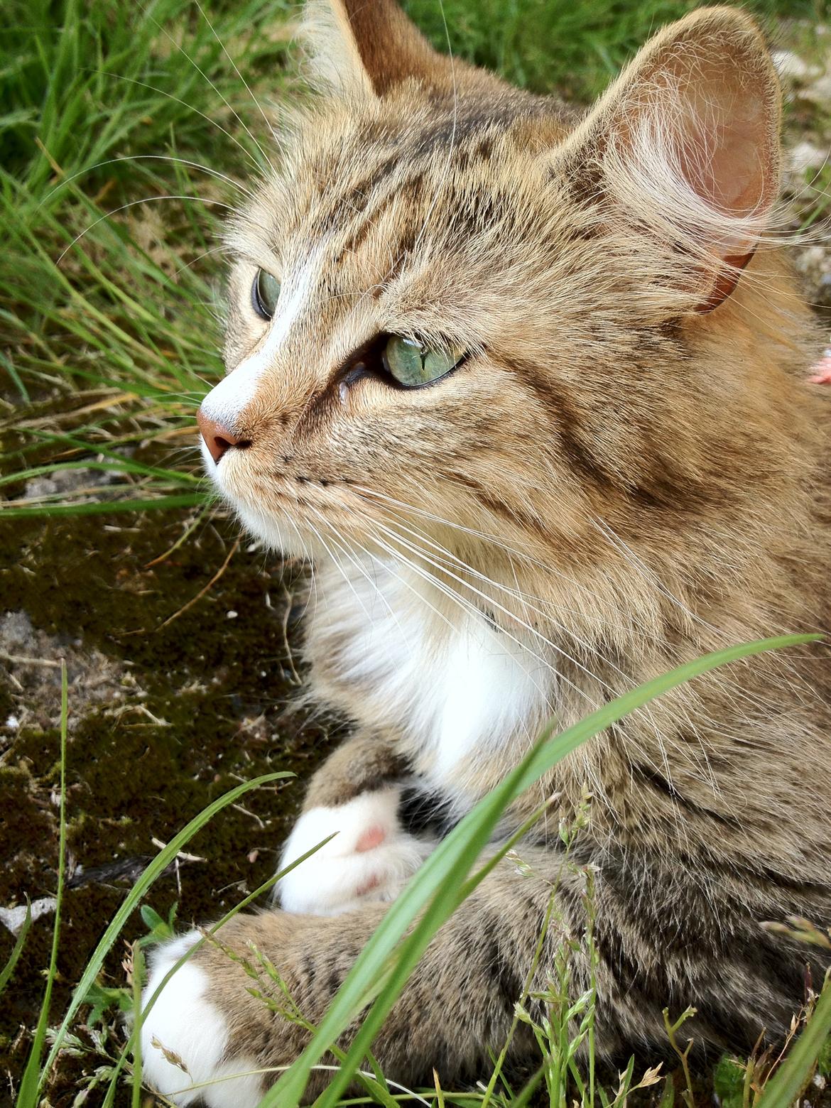 Blanding af racer Bailey Island billede 19