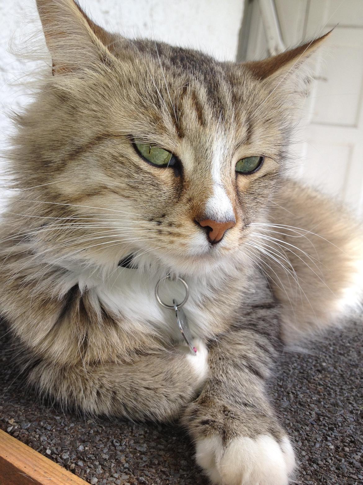 Blanding af racer Bailey Island billede 15