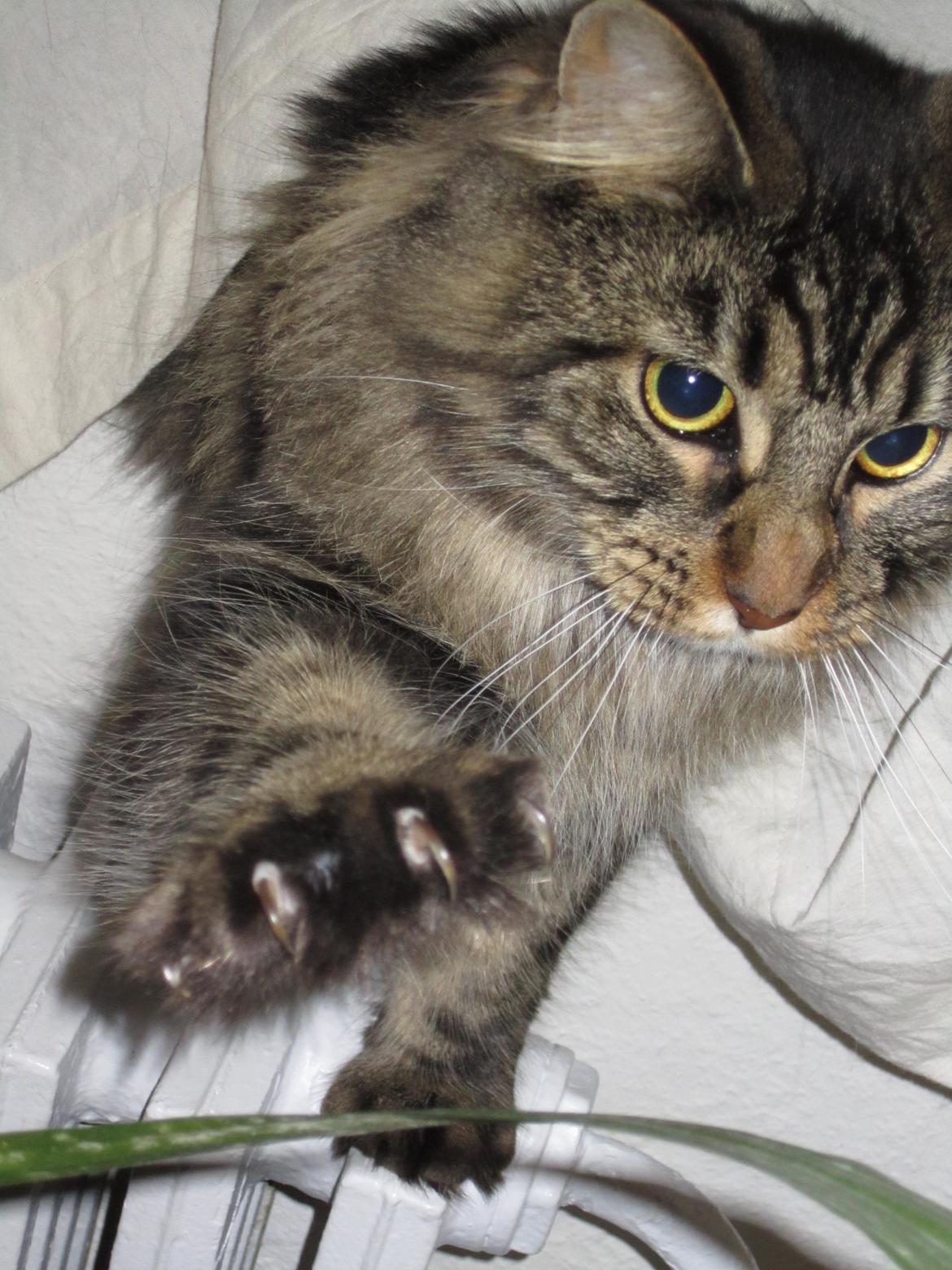 Maine Coon Engbergs Idefix - Mira 
2011 billede 1