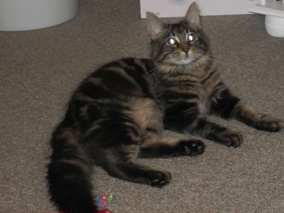 Maine Coon Engbergs Idefix - Næsten lige ankommet
Nov 2010 billede 2
