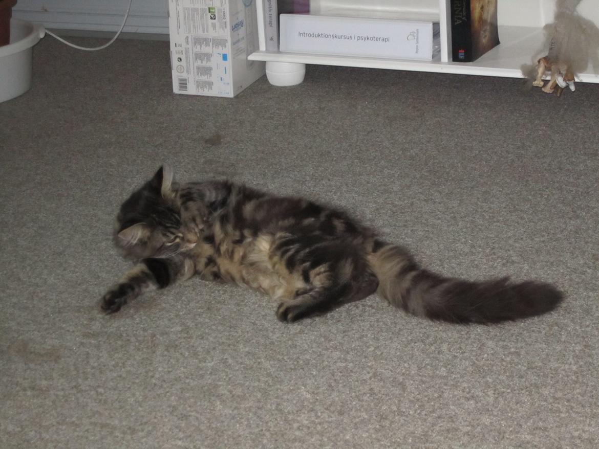 Maine Coon Engbergs Idefix - Mira 
Nov 2010 billede 3