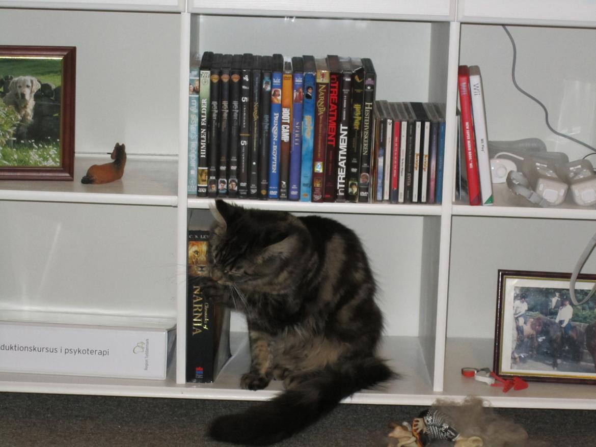 Maine Coon Engbergs Idefix - Jeg kan lige sidde her i reolen
Nov/Dec 2010 billede 4