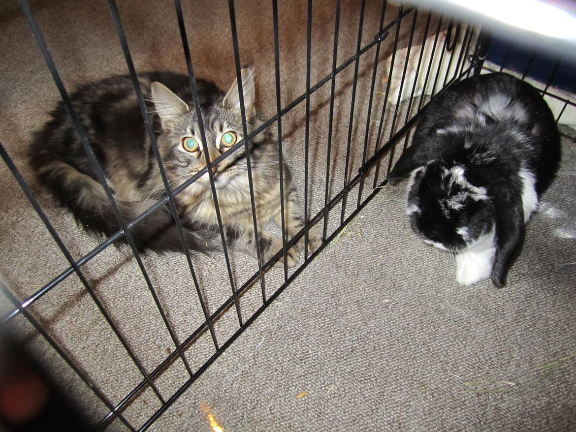 Maine Coon Engbergs Idefix - Min bedste ven i starten, inden Pjuska accepterede mig
Nov/dec 2010 billede 5