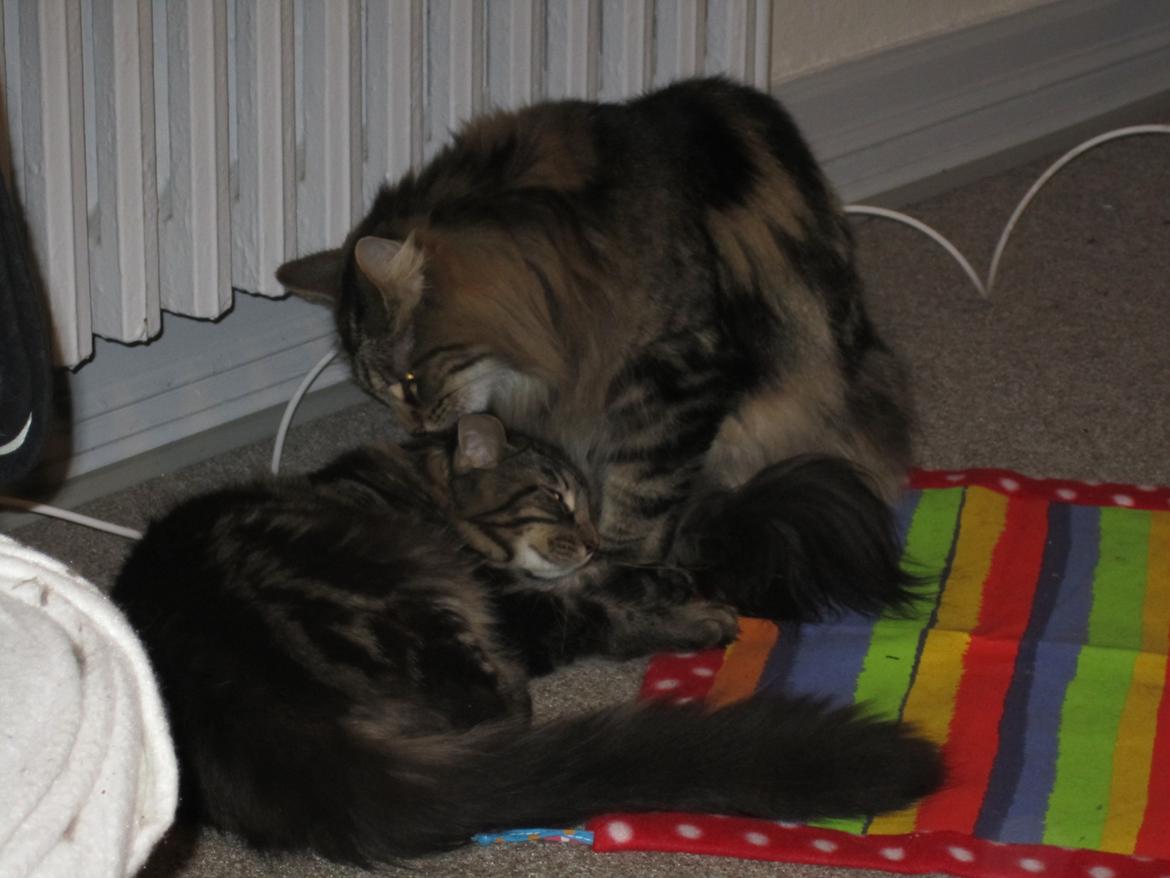 Maine Coon Engbergs Idefix - Nu kan Pjuska li mig :D

Dec 2010 billede 6