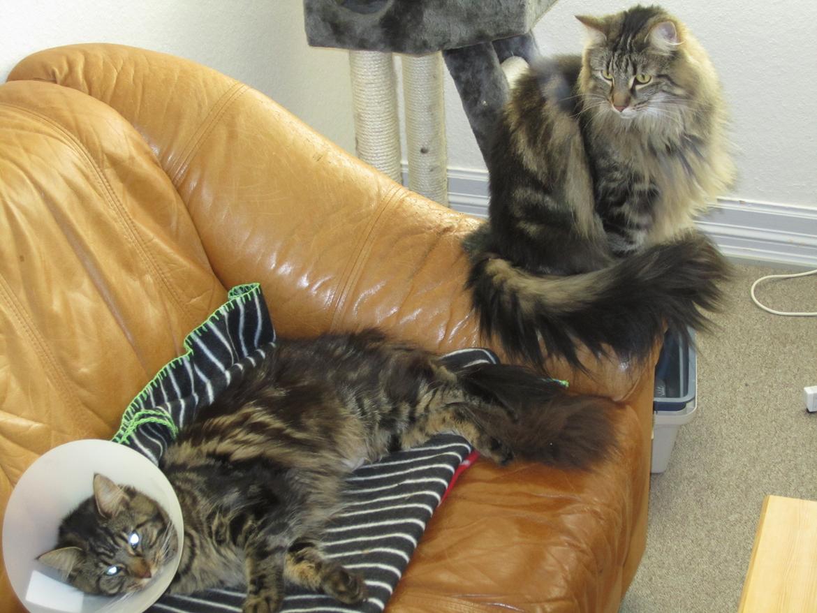 Maine Coon Engbergs Idefix - Lige blevet steriliseret og Pjuska passer på mig
Juli 2011 billede 7