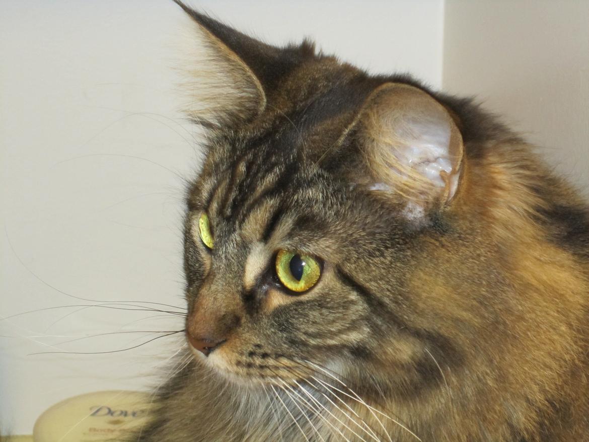 Maine Coon Engbergs Idefix - Mira 
2011 billede 8