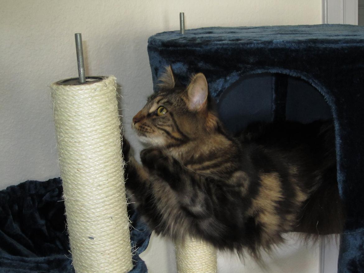 Maine Coon Engbergs Idefix - mira hjælper med at sætte kradsetræet sammen...or not!!
Aug 2011 billede 9